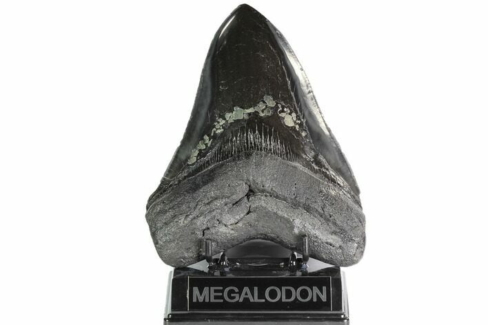 Fossil Megalodon Tooth - Polished With Pyrite Inlay #86897